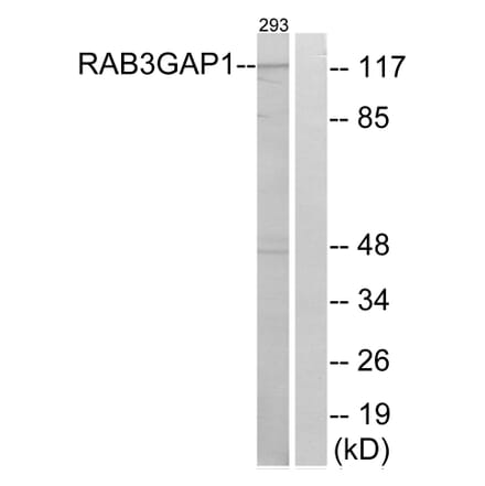 Western Blot - Anti-RAB3GAP1 Antibody (C18124) - Antibodies.com