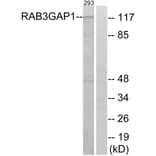 Western Blot - Anti-RAB3GAP1 Antibody (C18124) - Antibodies.com