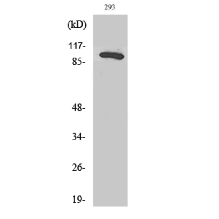 Western Blot - Anti-RAB3GAP1 Antibody (C18124) - Antibodies.com