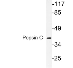 Western Blot - Anti-Pepsin C Antibody (R12-2301) - Antibodies.com