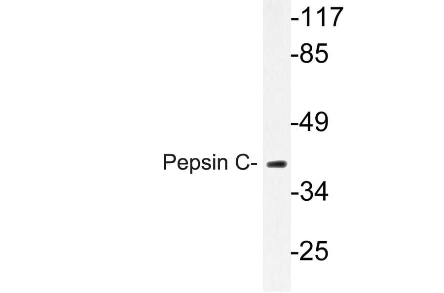 Western Blot - Anti-Pepsin C Antibody (R12-2301) - Antibodies.com