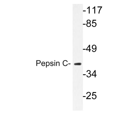 Western Blot - Anti-Pepsin C Antibody (R12-2301) - Antibodies.com