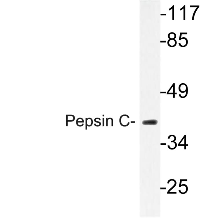 Western Blot - Anti-Pepsin C Antibody (R12-2301) - Antibodies.com