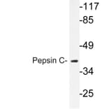 Western Blot - Anti-Pepsin C Antibody (R12-2301) - Antibodies.com