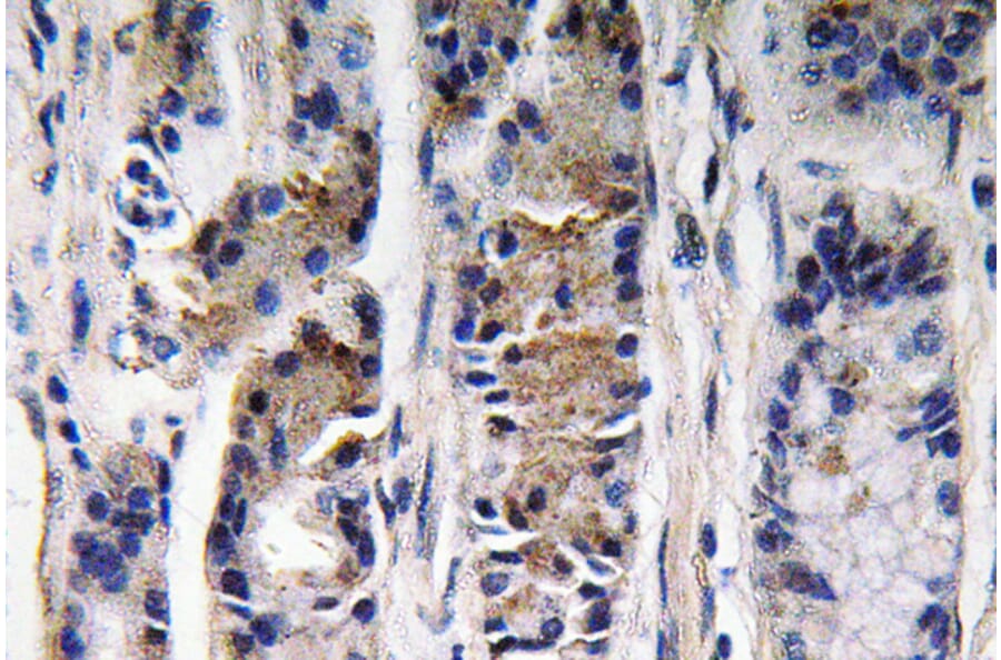 Immunohistochemistry - Anti-Pepsin C Antibody (R12-2301) - Antibodies.com