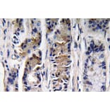 Immunohistochemistry - Anti-Pepsin C Antibody (R12-2301) - Antibodies.com