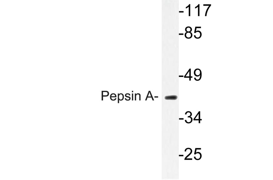 Western Blot - Anti-Pepsin A Antibody (R12-2300) - Antibodies.com