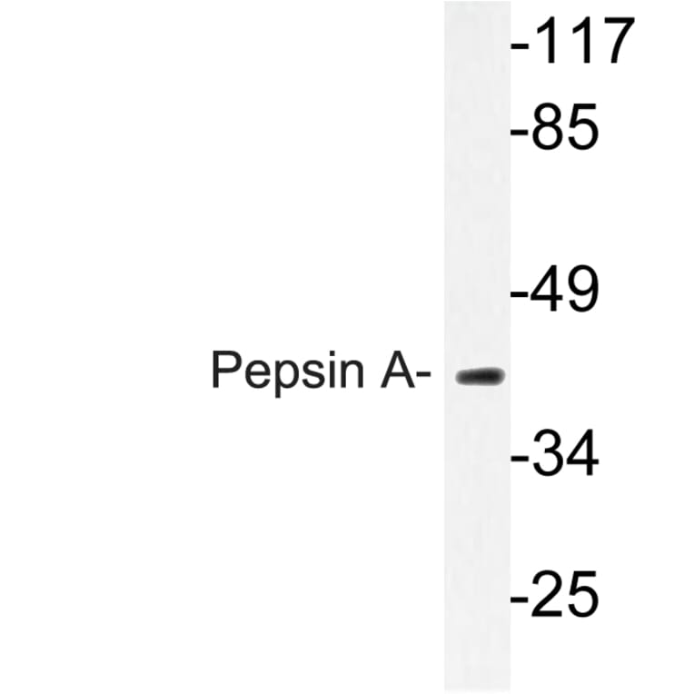 Western Blot - Anti-Pepsin A Antibody (R12-2300) - Antibodies.com