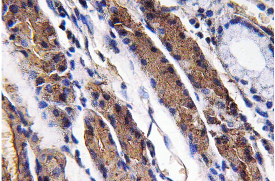 Immunohistochemistry - Anti-Pepsin A Antibody (R12-2300) - Antibodies.com