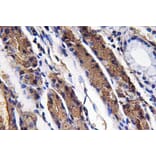Immunohistochemistry - Anti-Pepsin A Antibody (R12-2300) - Antibodies.com