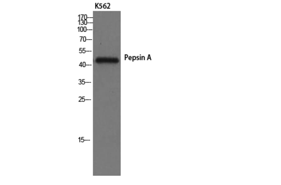 Western Blot - Anti-Pepsin A Antibody (R12-2300) - Antibodies.com