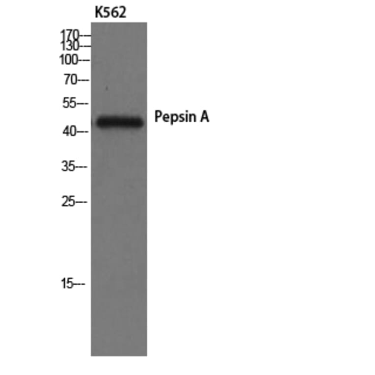 Western Blot - Anti-Pepsin A Antibody (R12-2300) - Antibodies.com