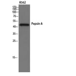 Western Blot - Anti-Pepsin A Antibody (R12-2300) - Antibodies.com