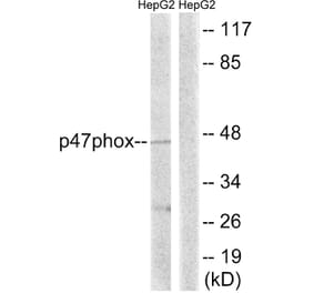 Western Blot - Anti-p47 phox Antibody (B8391) - Antibodies.com