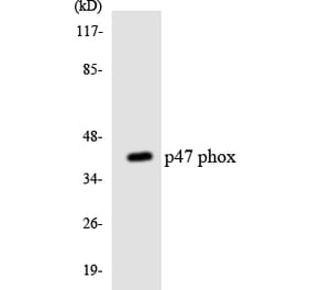 Western Blot - Anti-p47 phox Antibody (R12-3285) - Antibodies.com