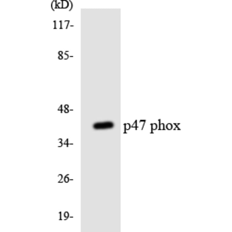 Western Blot - Anti-p47 phox Antibody (R12-3285) - Antibodies.com