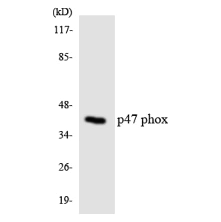 Western Blot - Anti-p47 phox Antibody (R12-3286) - Antibodies.com