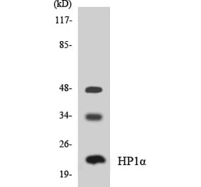 Western Blot - Anti-HP1alpha Antibody (R12-2892) - Antibodies.com