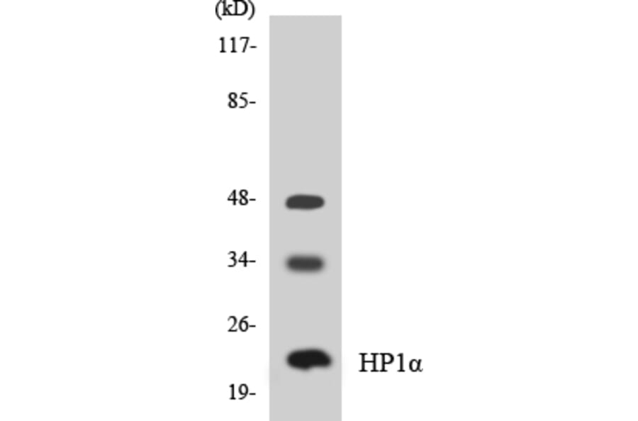 Western Blot - Anti-HP1alpha Antibody (R12-2892) - Antibodies.com