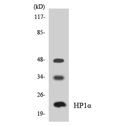 Western Blot - Anti-HP1alpha Antibody (R12-2892) - Antibodies.com
