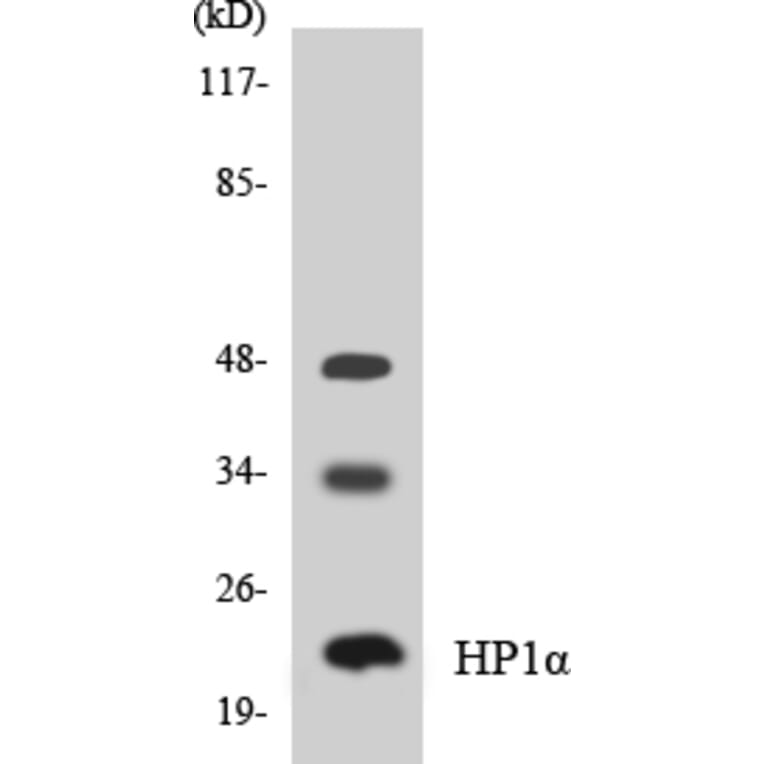 Western Blot - Anti-HP1alpha Antibody (R12-2892) - Antibodies.com