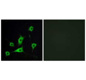 Immunofluorescence - Anti-CRBP III Antibody (C10805) - Antibodies.com