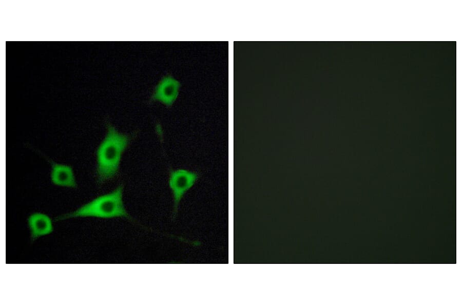 Immunofluorescence - Anti-CRBP III Antibody (C10805) - Antibodies.com