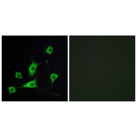 Immunofluorescence - Anti-CRBP III Antibody (C10805) - Antibodies.com