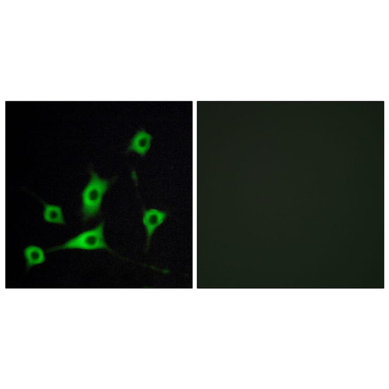 Immunofluorescence - Anti-CRBP III Antibody (C10805) - Antibodies.com