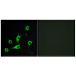Immunofluorescence - Anti-CRBP III Antibody (C10805) - Antibodies.com