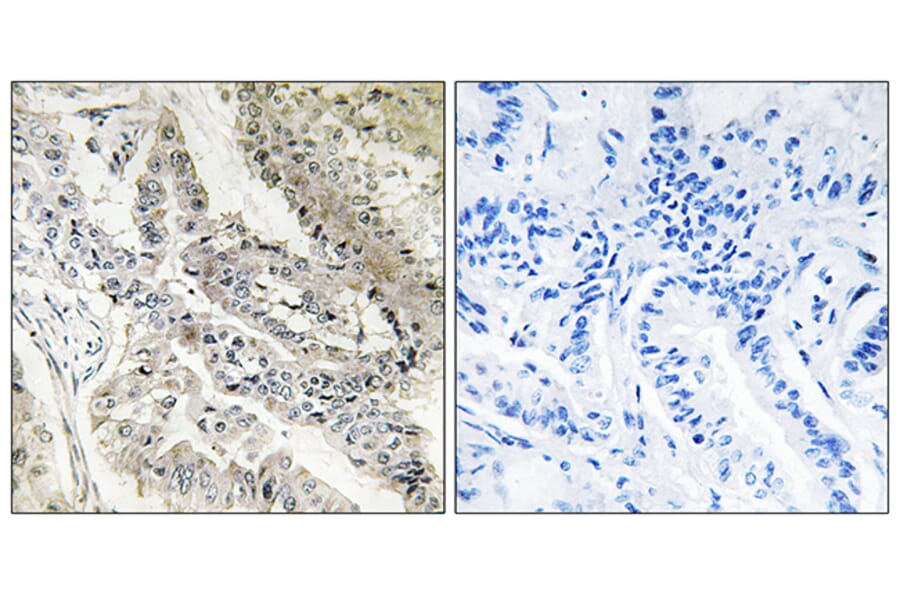 Immunohistochemistry - Anti-CRBP III Antibody (C10805) - Antibodies.com