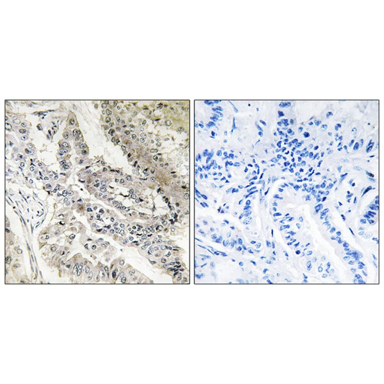 Immunohistochemistry - Anti-CRBP III Antibody (C10805) - Antibodies.com