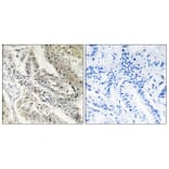 Immunohistochemistry - Anti-CRBP III Antibody (C10805) - Antibodies.com