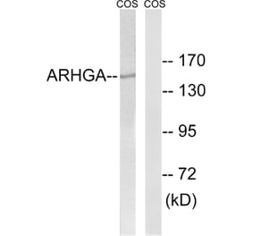 Western Blot - Anti-ARHGEF10 Antibody (C18386) - Antibodies.com