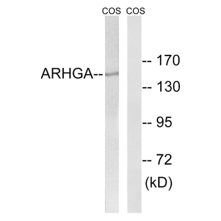Western Blot - Anti-ARHGEF10 Antibody (C18386) - Antibodies.com