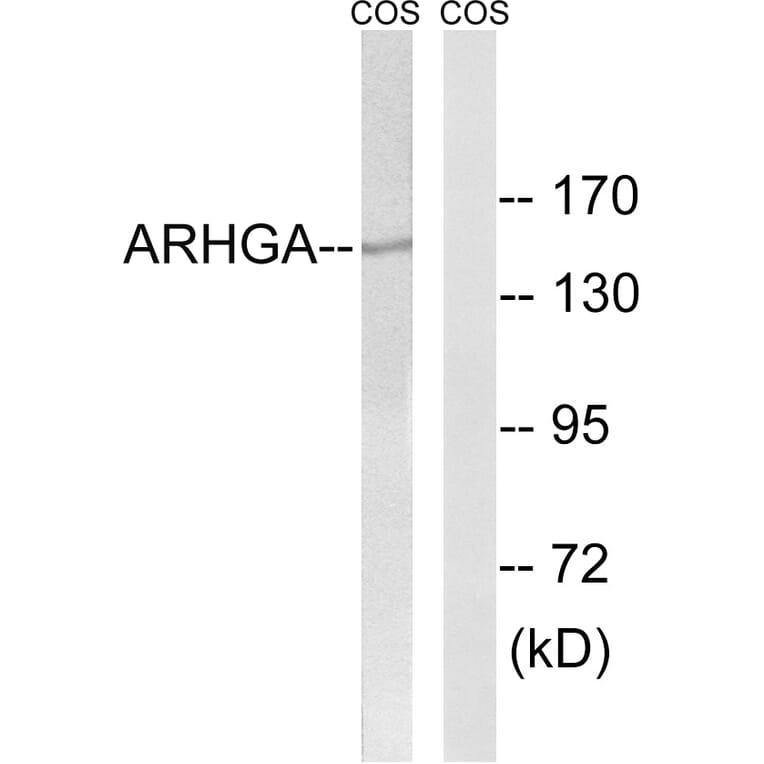 Western Blot - Anti-ARHGEF10 Antibody (C18386) - Antibodies.com