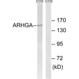 Western Blot - Anti-ARHGEF10 Antibody (C18386) - Antibodies.com