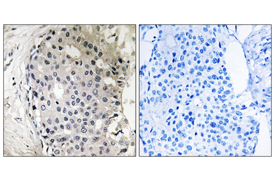 Immunohistochemistry - Anti-ARHGEF10 Antibody (C18386) - Antibodies.com