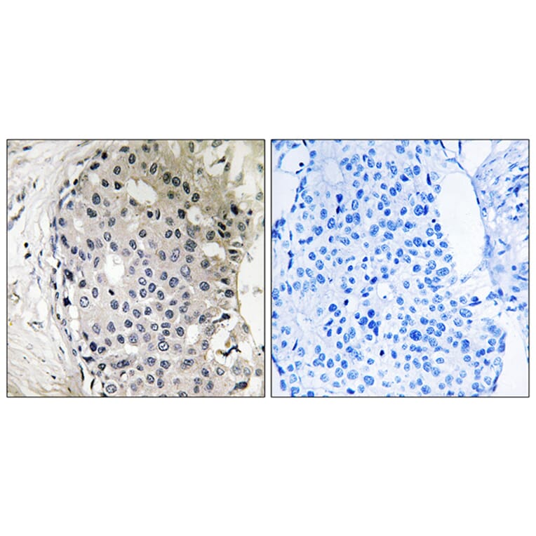 Immunohistochemistry - Anti-ARHGEF10 Antibody (C18386) - Antibodies.com