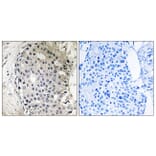 Immunohistochemistry - Anti-ARHGEF10 Antibody (C18386) - Antibodies.com