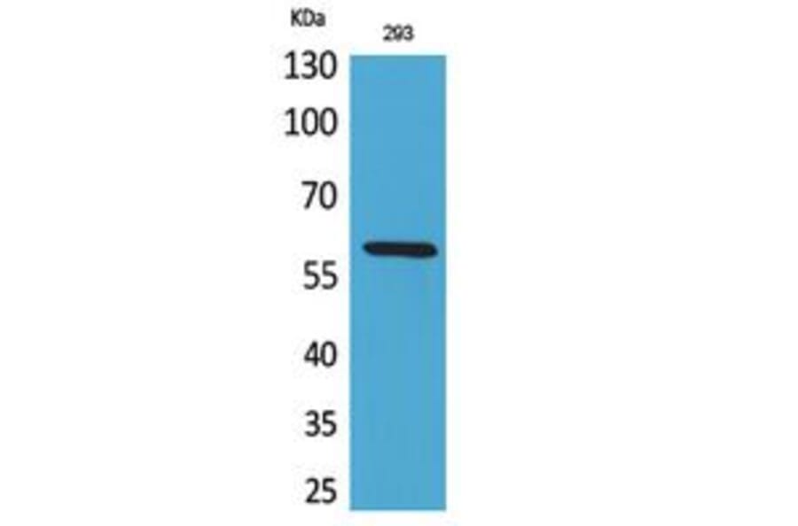 Western Blot - Anti-ALPPL2 Antibody (C30176) - Antibodies.com