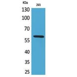 Western Blot - Anti-ALPPL2 Antibody (C30176) - Antibodies.com