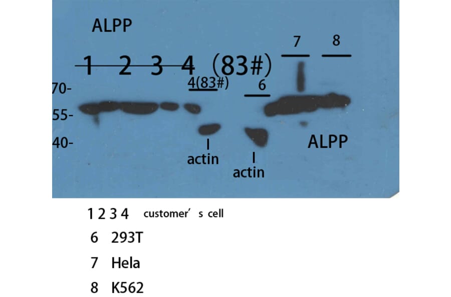 Western Blot - Anti-ALPPL2 Antibody (C30176) - Antibodies.com