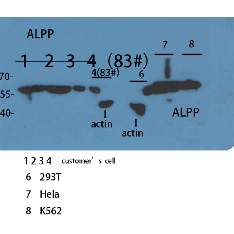 Western Blot - Anti-ALPPL2 Antibody (C30176) - Antibodies.com