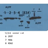 Western Blot - Anti-ALPPL2 Antibody (C30176) - Antibodies.com