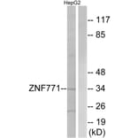 Western Blot - Anti-ZNF771 Antibody (C19608) - Antibodies.com