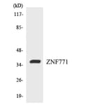 Western Blot - Anti-ZNF771 Antibody (R12-3704) - Antibodies.com