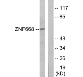 Western Blot - Anti-ZNF668 Antibody (C11507) - Antibodies.com