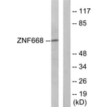 Western Blot - Anti-ZNF668 Antibody (C11507) - Antibodies.com