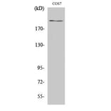 Western Blot - Anti-ZFP106 Antibody (R12-2415) - Antibodies.com